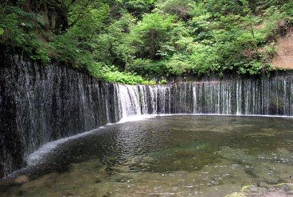 拯救枯树